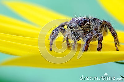 Jumping spider Stock Photo