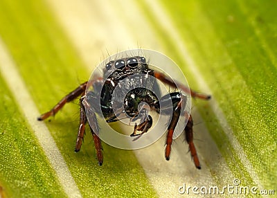 Jumping spider and ant Stock Photo