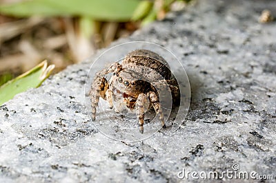 A jumping spider Stock Photo
