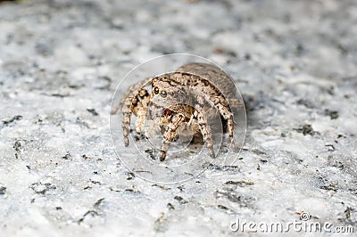 Jumping spider Stock Photo