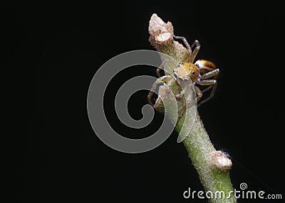 Jumping spider on the branch Stock Photo