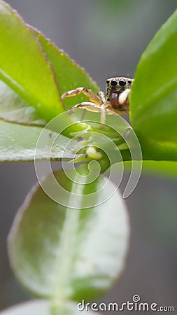 Jumping spider / chosmophasis n the leaf Stock Photo