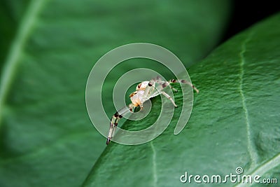 Jumping spider Stock Photo