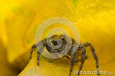 Jumping Spider Stock Photo