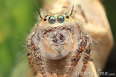 Jumping spider detail eyes beautyful Stock Photo