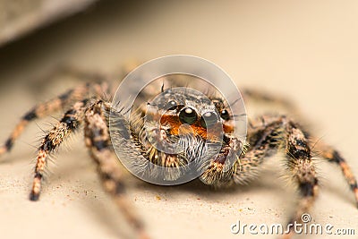 Jumping Spider Detailed Macro Stock Photo Stock Photo