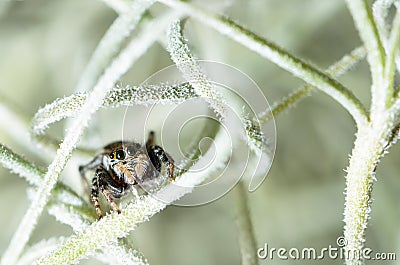 Jumping spider hiding in aerial roots of Spanish moss Stock Photo