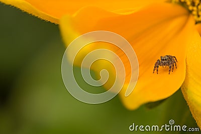 Jumping spider hunting in a yellow world Stock Photo