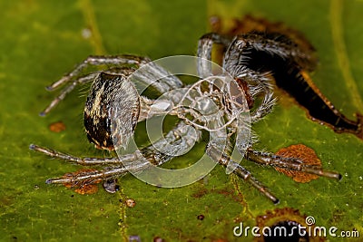 Jumping Spider Molt Stock Photo