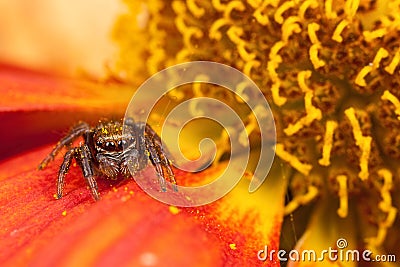 Jumping spider on the petal Stock Photo