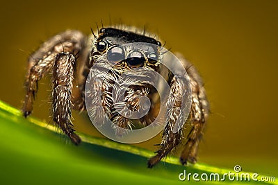 High magnification jumping spider portrait Stock Photo