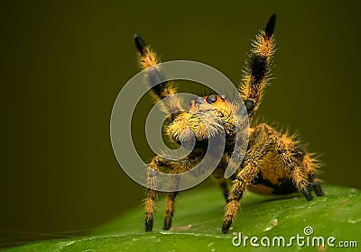 A jumping spider pray in order corona virus gone soon, phiddipus regius female Stock Photo