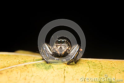 Jumping spider predator nature Stock Photo