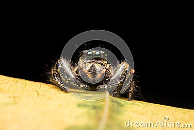 Jumping spider predator nature Stock Photo