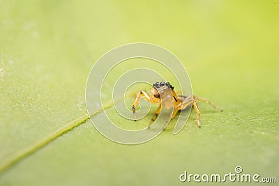 Jumping spider predator nature Stock Photo