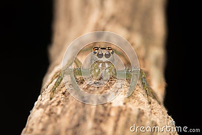 Jumping spider predator nature Stock Photo