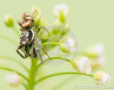 Jumping spider - Salticus scenicus Stock Photo