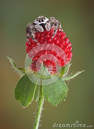 Jumping spider on tiny fruit Stock Photo