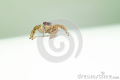 Jumping spider on white background Stock Photo