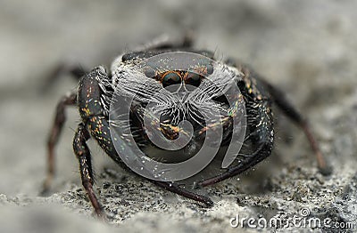 Jumping spider white mustache hairy Stock Photo