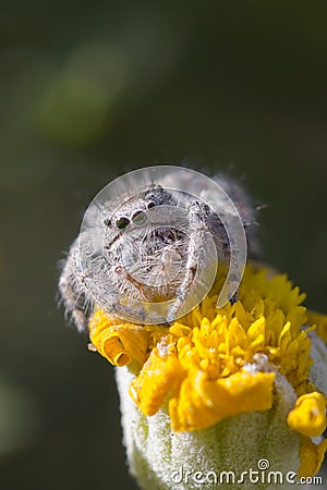 Jumping Spider on yellow flower Stock Photo
