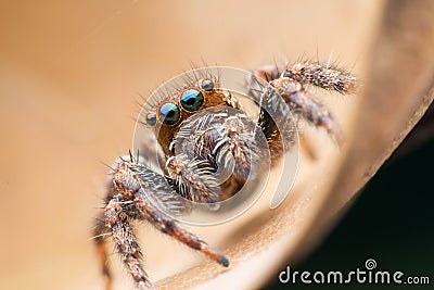 Jumping spiders Stock Photo