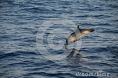 Jumping striped dolphin in the Ligurian sea. Stock Photo