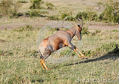 A jumping Topi antelope, Masai Mara Stock Photo