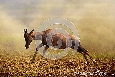 A jumping Topi antelope, Masai Mara Stock Photo