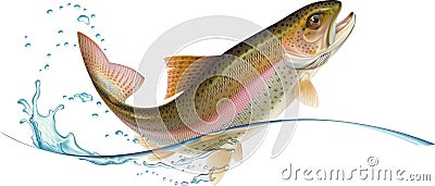 Jumping trout Vector Illustration