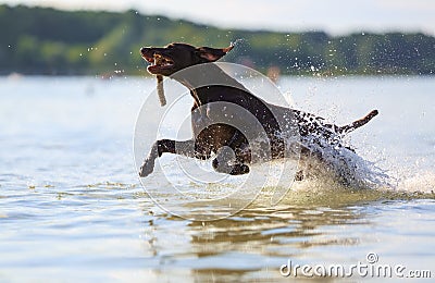 Jumping on the water splashing, happy dog is playing with the stick hold in mouth on sunny day. Hunting German shorthaired pointer Stock Photo