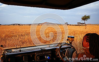 African Tanzania Safari game drive wildlife watch in grass meadow of Serengeti Savanna Editorial Stock Photo