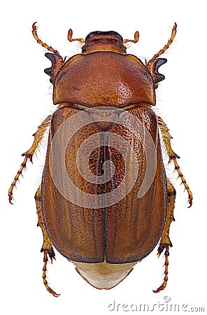 June beetle (Amphimallon vernale) Stock Photo