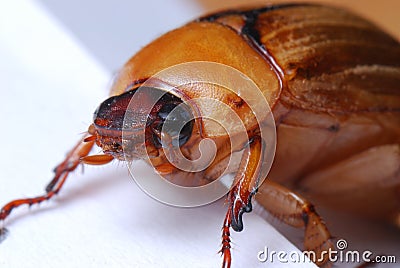 June Beetle European Chafer Stock Photo