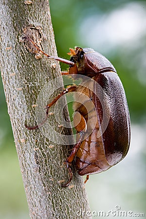 June Bug Stock Photo