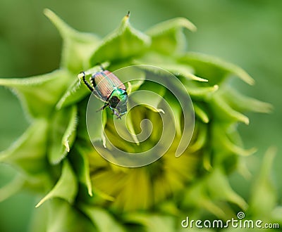 A June Bug clings to the inner leaf of a sunflower. Stock Photo