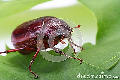 June bug on green leaf Stock Photo