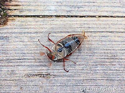 June bug Stock Photo