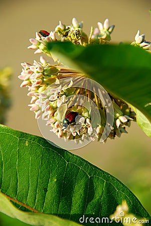 June bug on milkweed Stock Photo