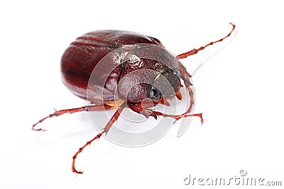 June bug on white Stock Photo