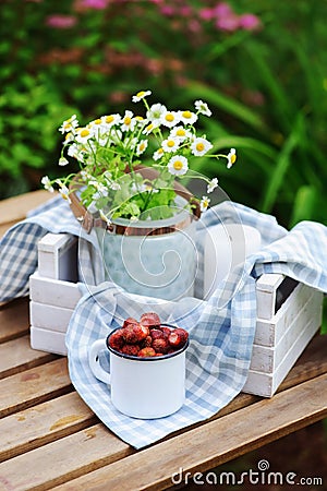 June or july garden scene with fresh picked organic wild strawberry and chamomile flowers on wooden table outdoor Stock Photo