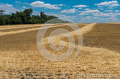 June landscape with ripe wheat fields near Dnipro city in Stock Photo