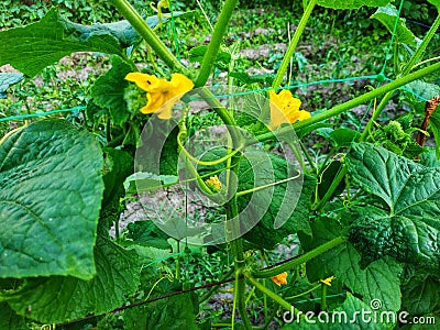 June is the time for flowering cucumbers Stock Photo