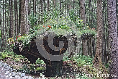 Juneau, Alaska: Glacier Gardens is a rainforest botanical garden in the Tongass National Forest Stock Photo