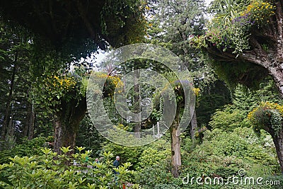 Glacier Gardens is a rain forest botanical garden in the Tongass National Forest. Stock Photo