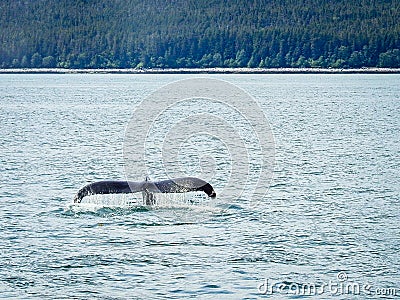 Whale watching trip in Juneau, Alaska Stock Photo