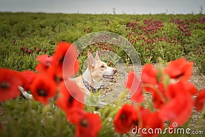 Jung white dog, who is hidding in poppy seed. Stock Photo