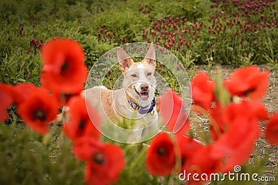 Jung white dog, who is hidding in poppy seed. Stock Photo