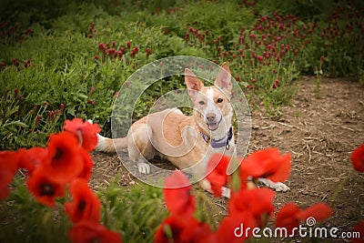 Jung white dog, who is hidding in poppy seed. Stock Photo