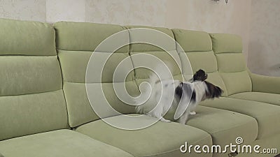 Junge Hunderassen Papillon kontinentaler Toy Spaniel spielt mit Bällchen auf dem Couchvorrat-Gesamtlängenvideo stock video Junge Hunderassen Papillon kontinentaler Toy Spaniel spielt mit Bällchen auf dem Couchvorrat-Gesamtlängenvideo stock video